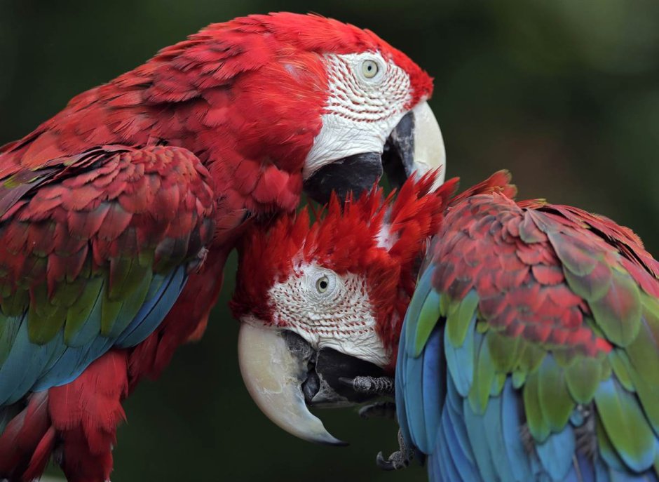 Зеленокрылый и красный ара