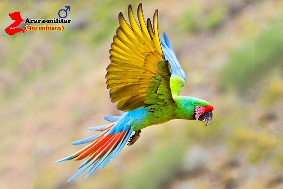 Малый солдатский ара