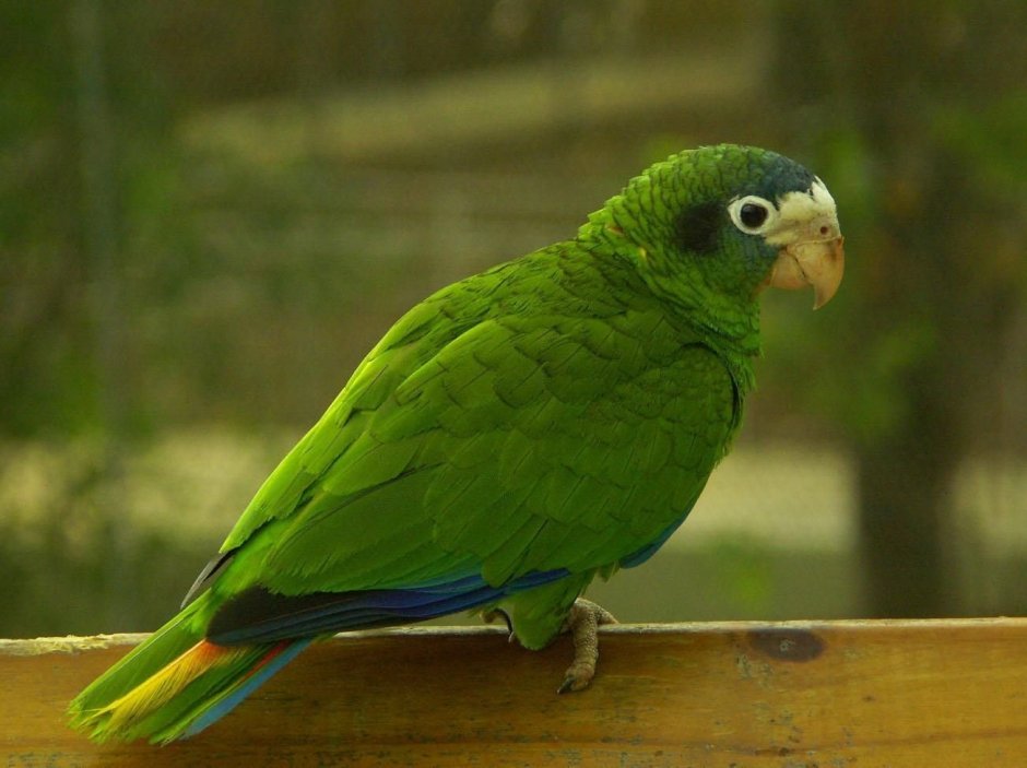 Попугай синелобый краснохвостый