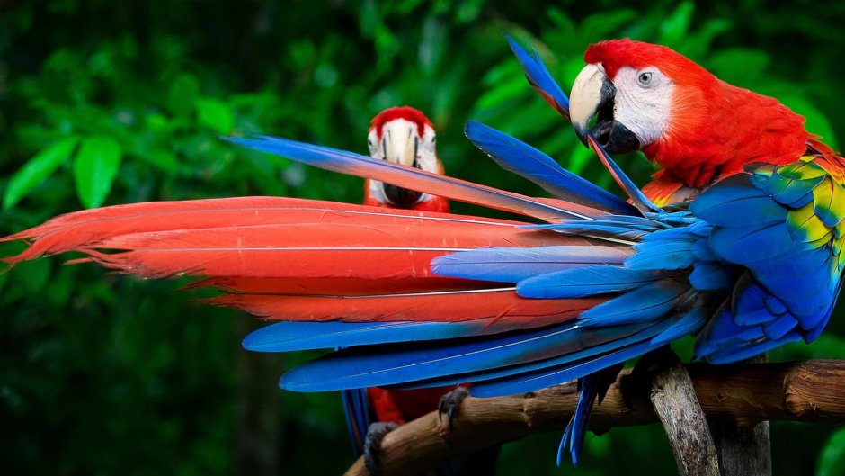 Попугай ара в Южной Америке