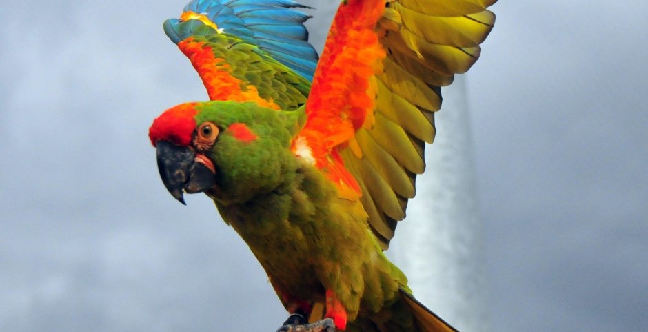 Попугай ара Красноухий