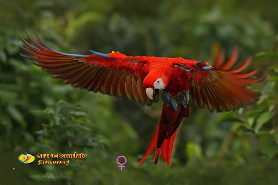 Красный ара в полете