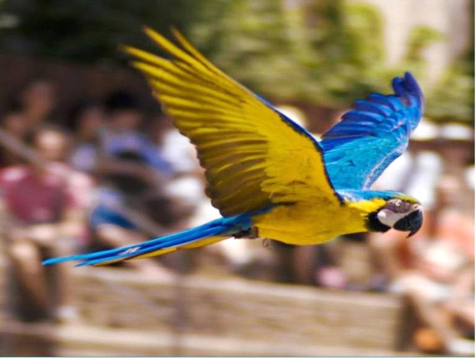 Птицы Рио де Жанейро