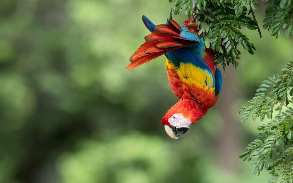 Попугай ара