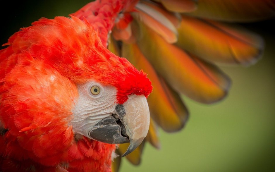 Рыжий попугай