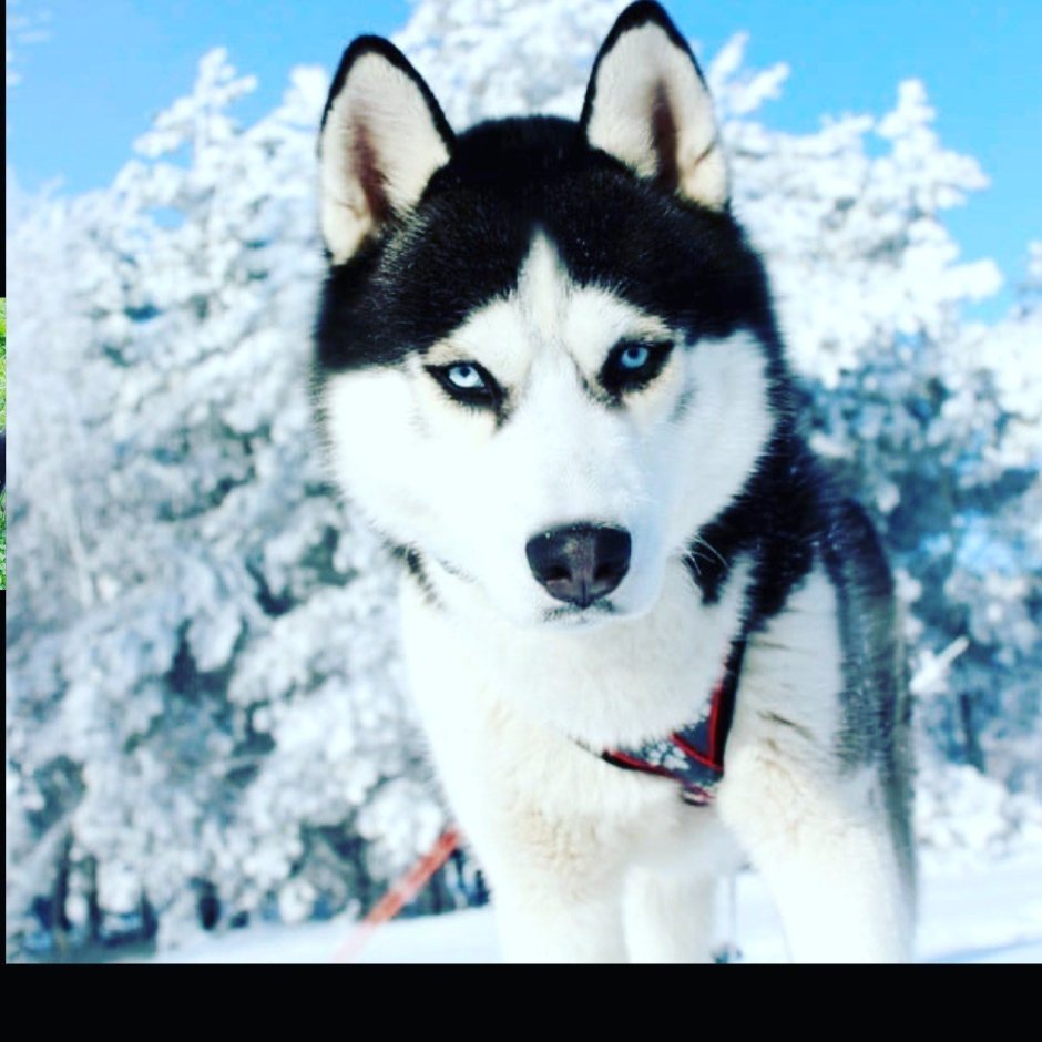 Северные собаки хаски