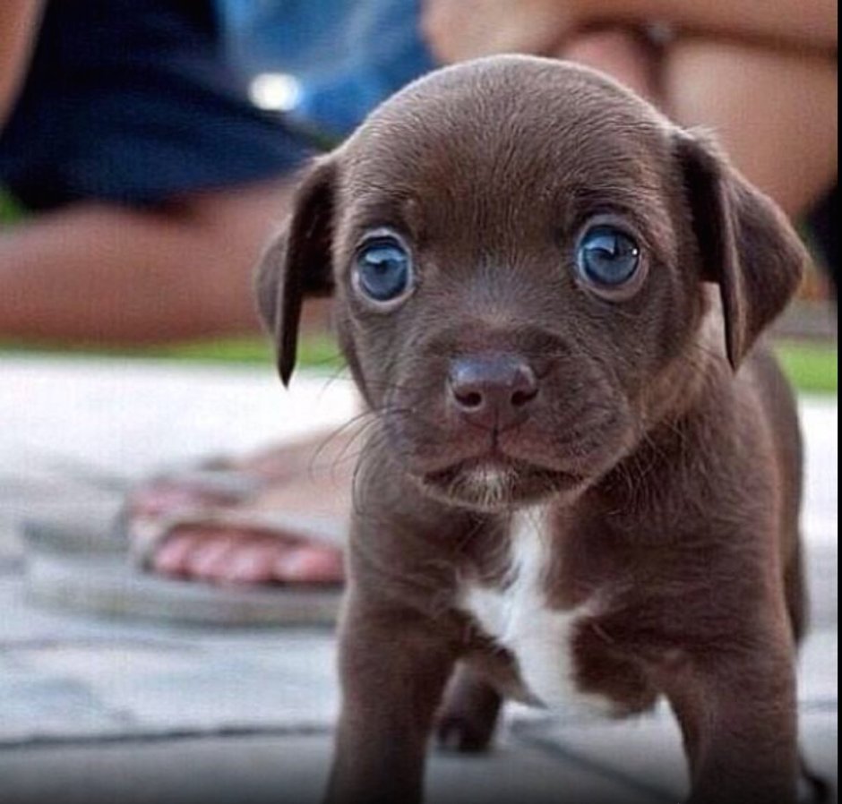 Щенок с большими глазами