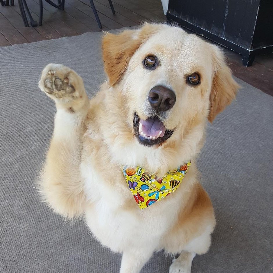 Милые собаки больших пород