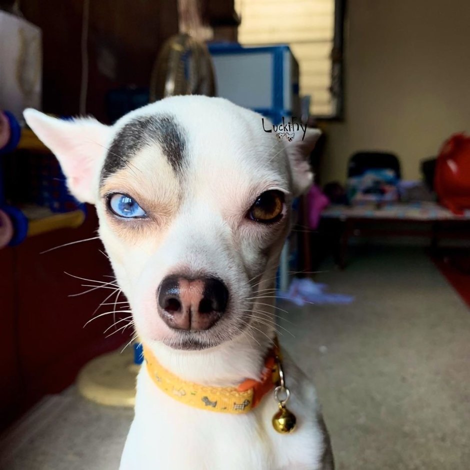 Чихуа Хуа с бровями