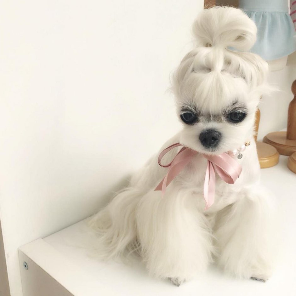 Мальтийская болонка стрижка