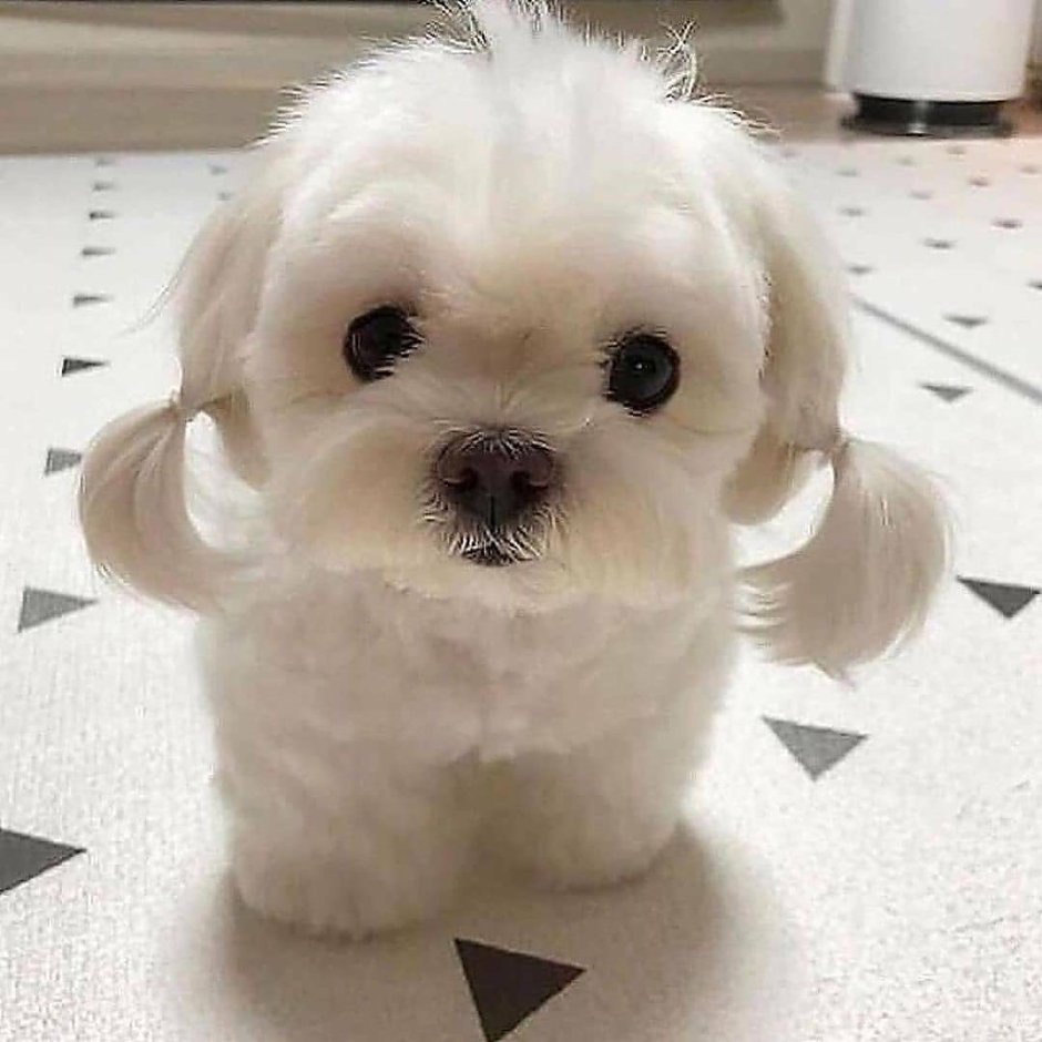 Мальтийская болонка бежевая