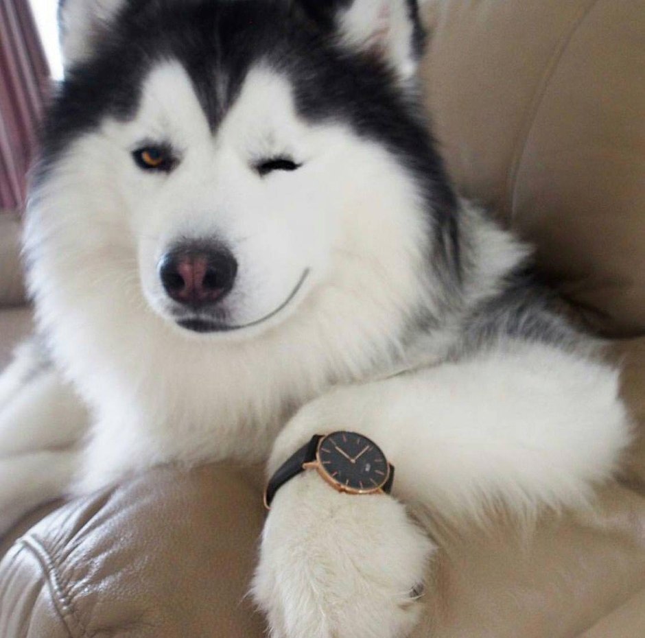 Хаски улыбается