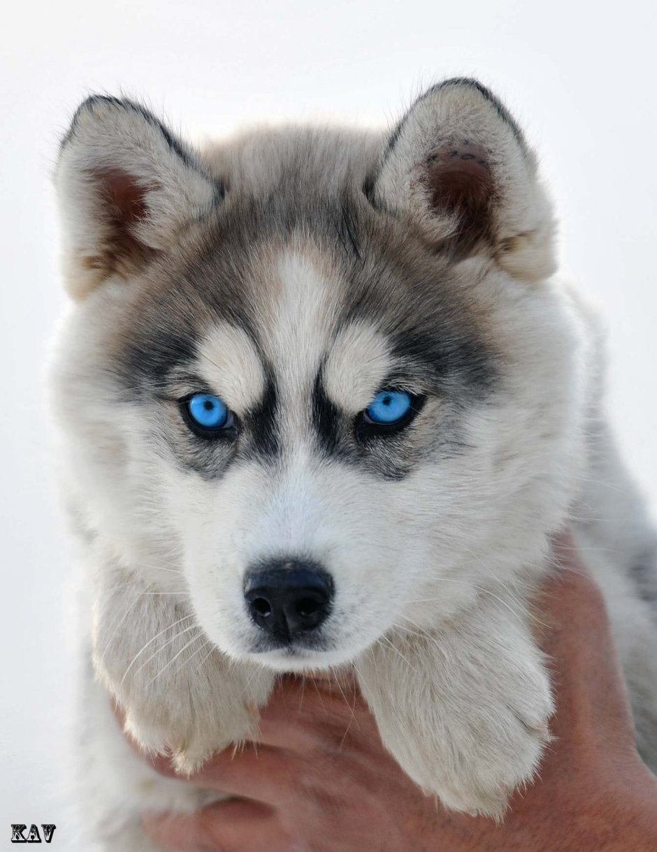 Глаза голубой собаки