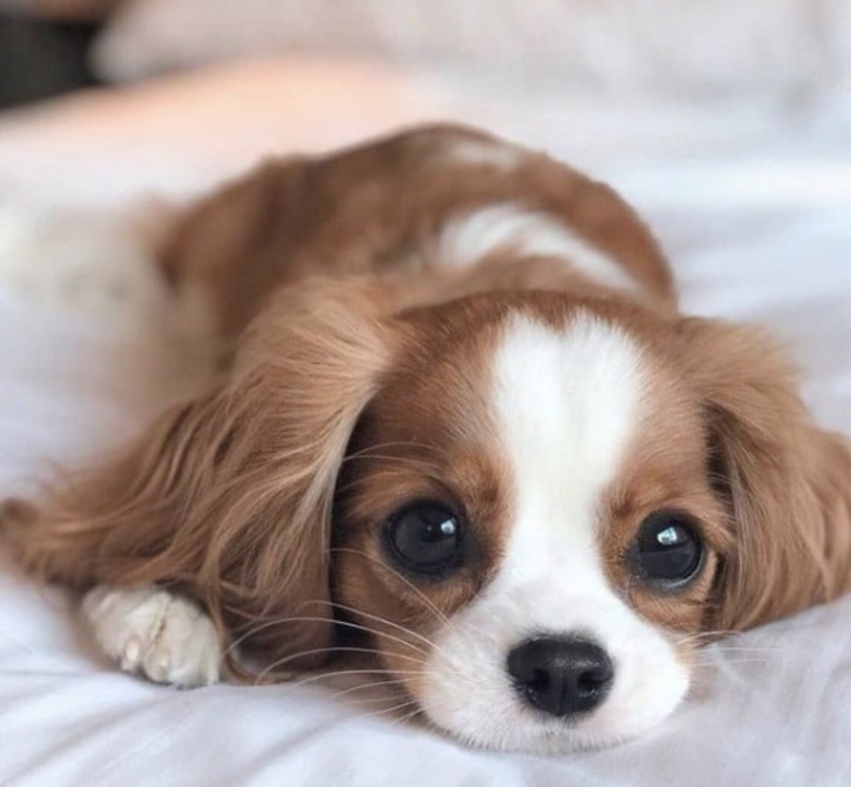 Глаза кавалер Кинг Чарльз спаниель