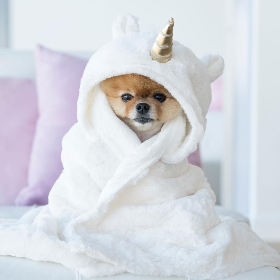 Померанский шпиц jiffpom белый