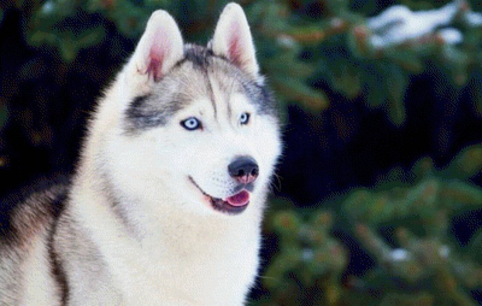 Самые красивые хаски