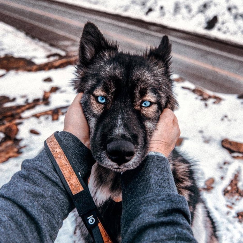 Глаза голубой собаки