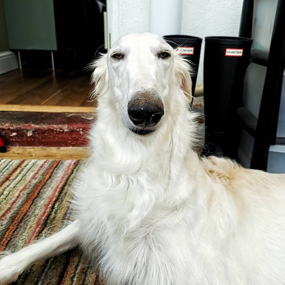 Русская псовая борзая толстая