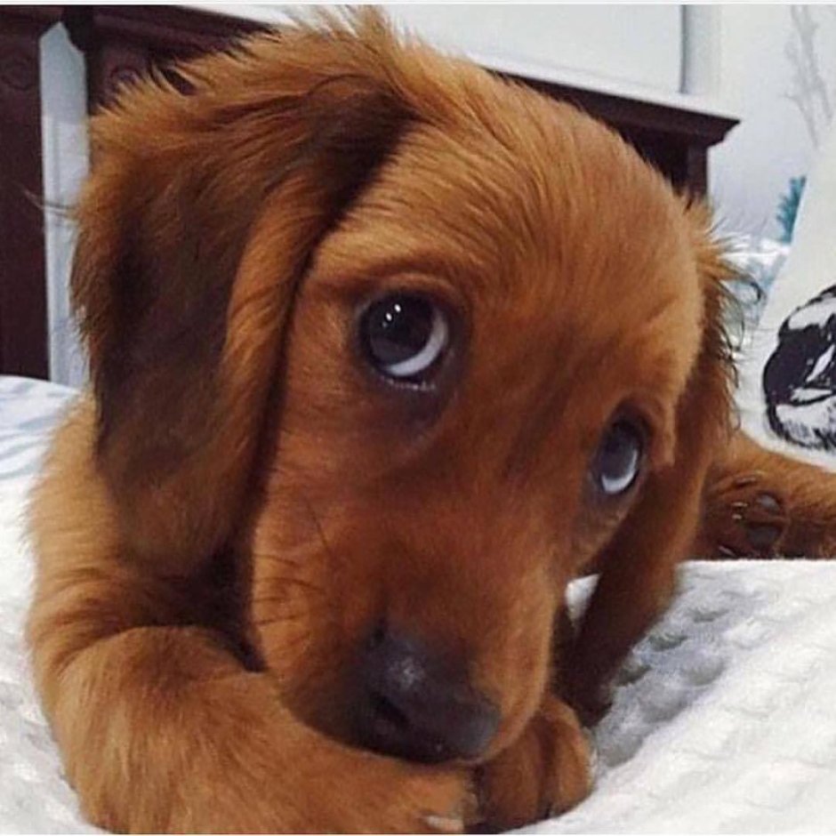 Щенячьи глазки