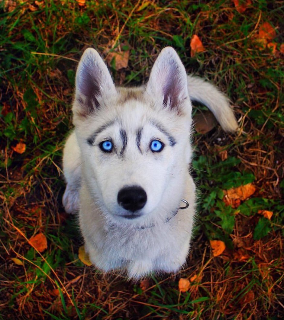 Хаски собака щенок голубоглазый