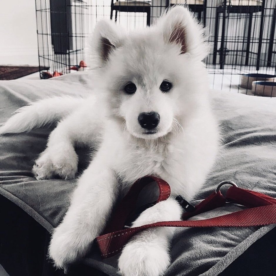 Самоедская лайка