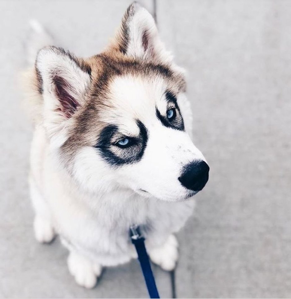 Окрасы хаски