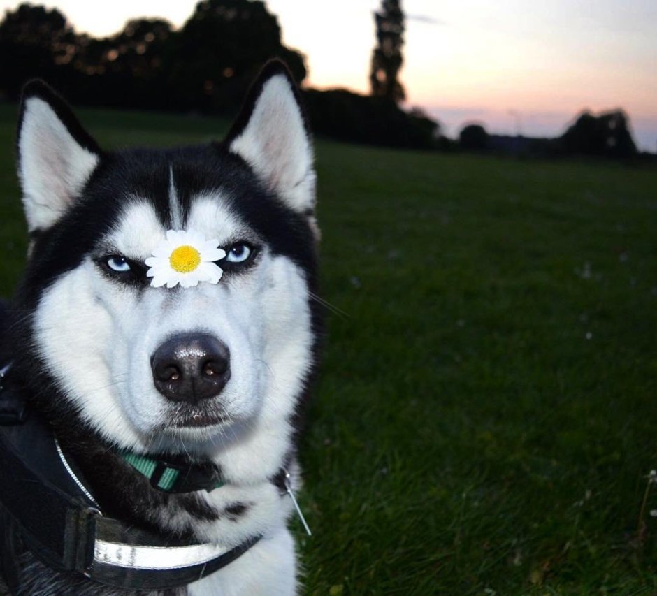 Сибирский хаски