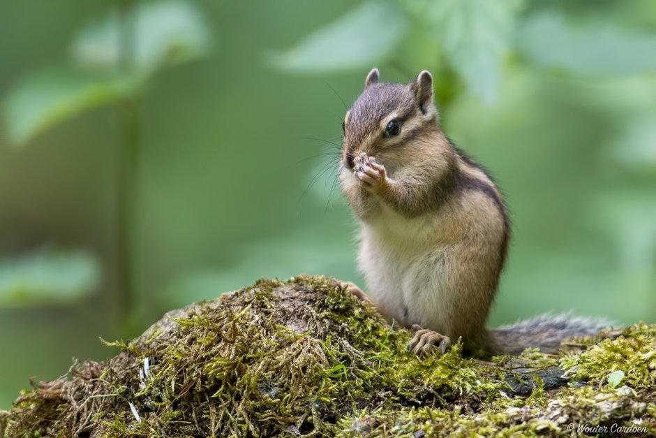 Сибирский бурундук