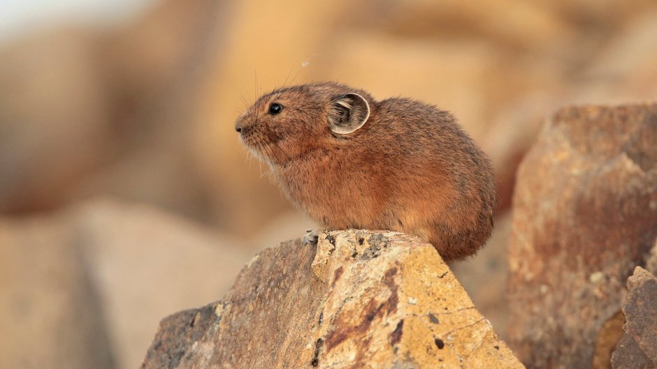 Грызуны сибири