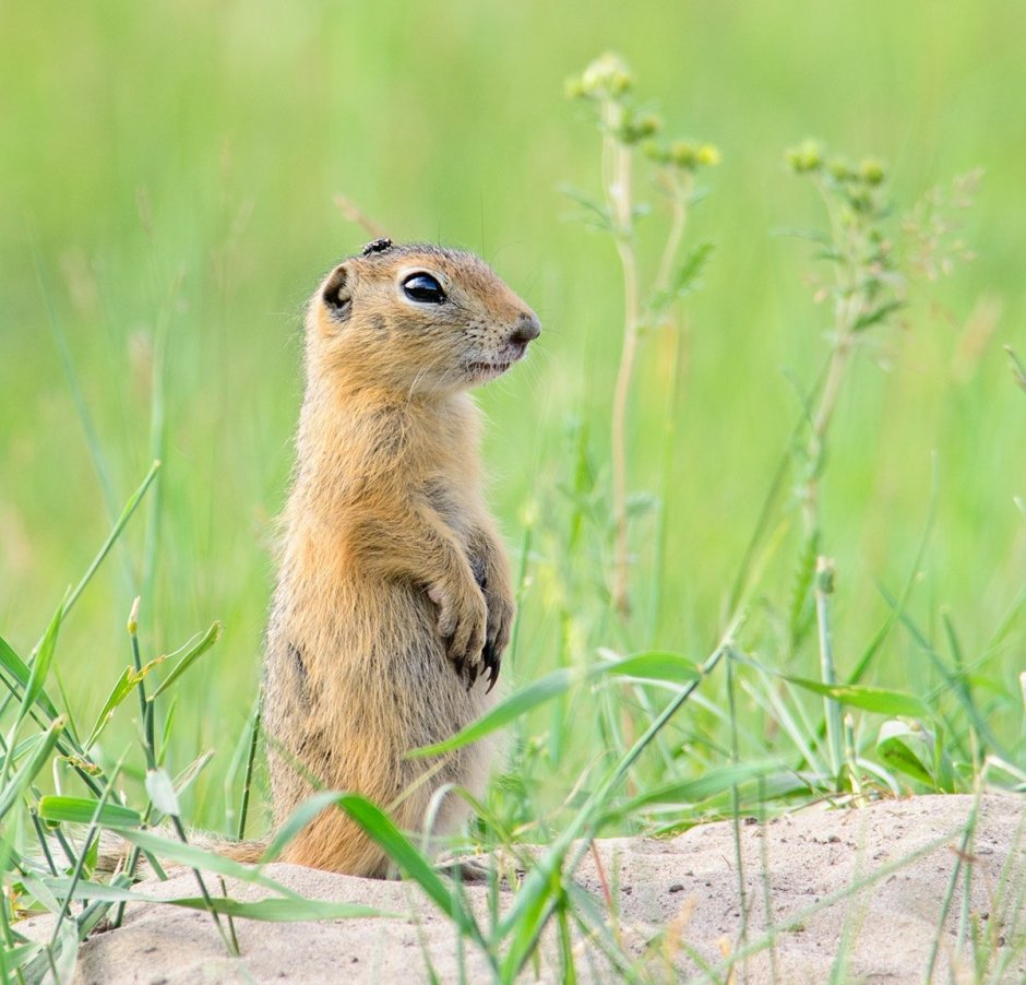 Айдахский суслик