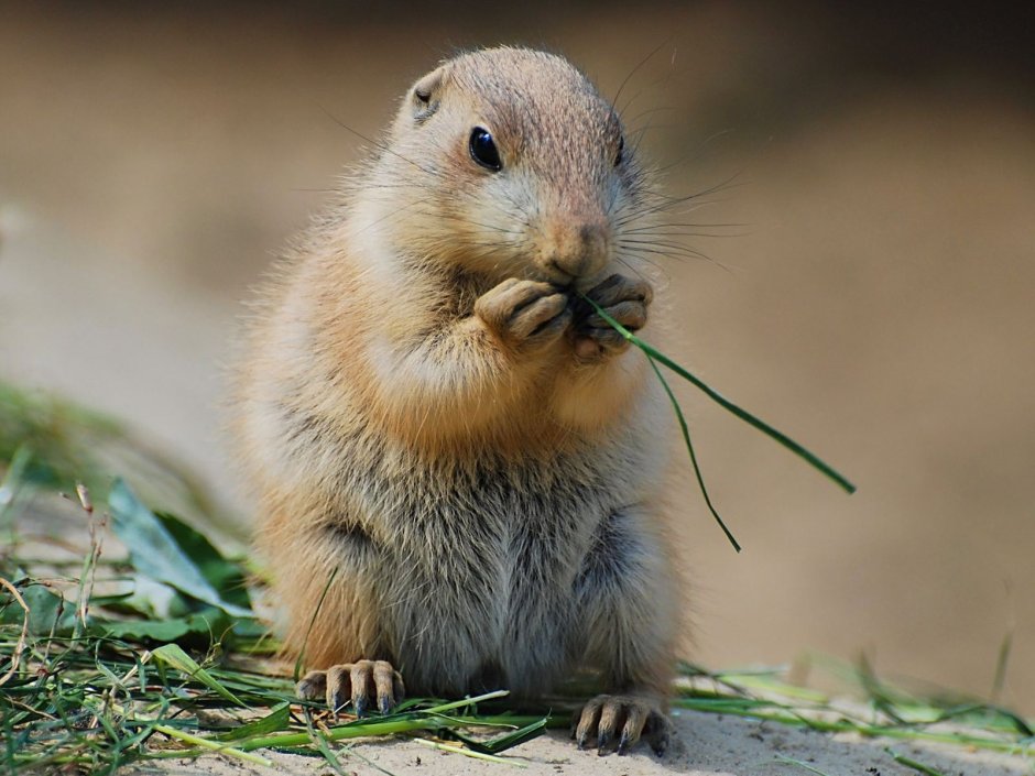 Айдахский суслик