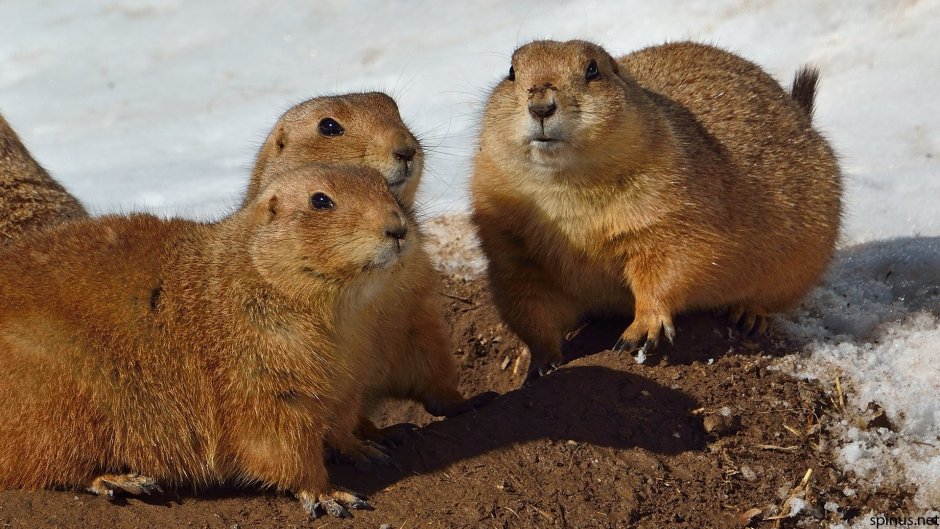 Чернохвостая Луговая собачка