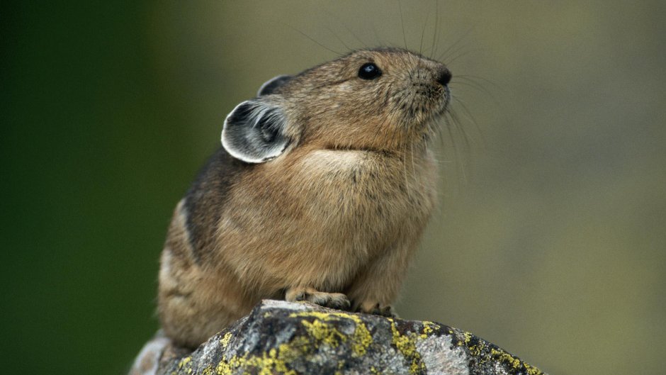 Зайцеобразные Степная пищуха Ochotona pusilla