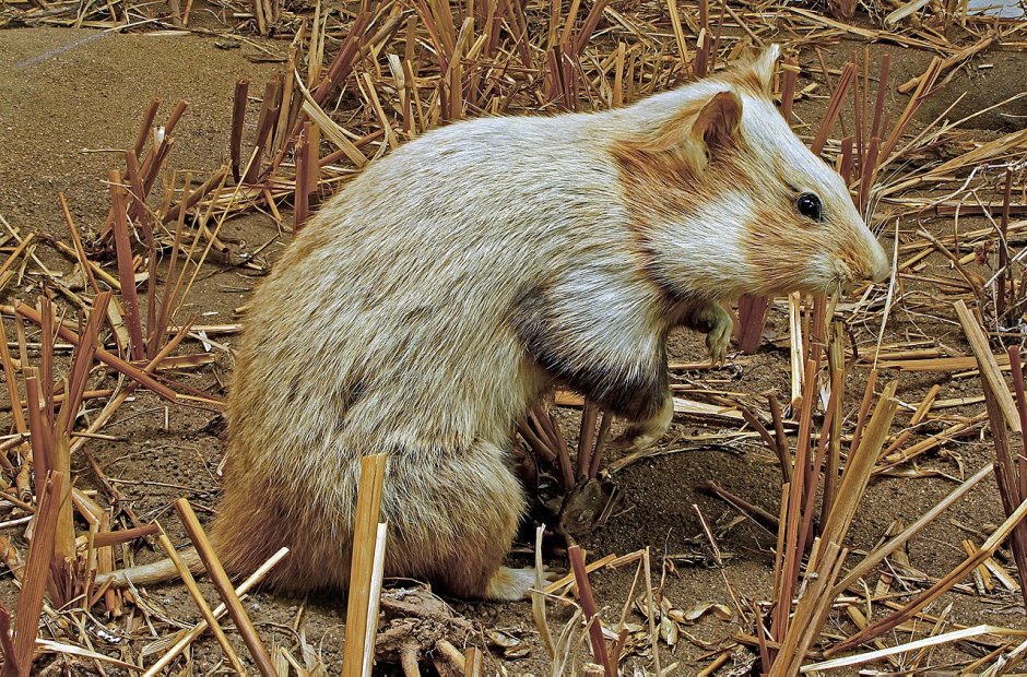 Семейство хомяковые (Cricetidae)