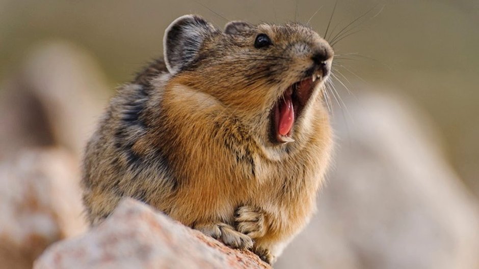 Илийская пищуха