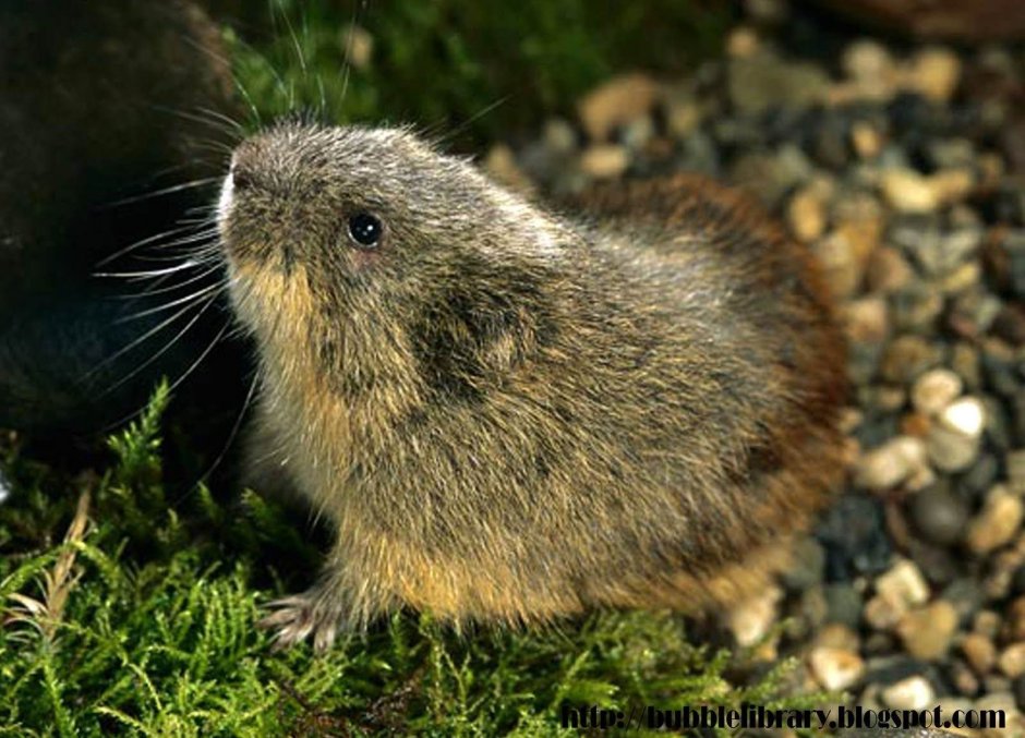 Мышь лемминг