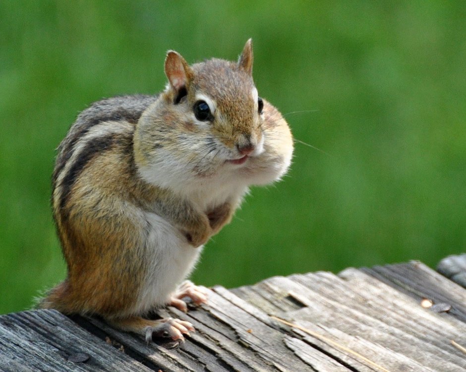 Сибирский бурундук