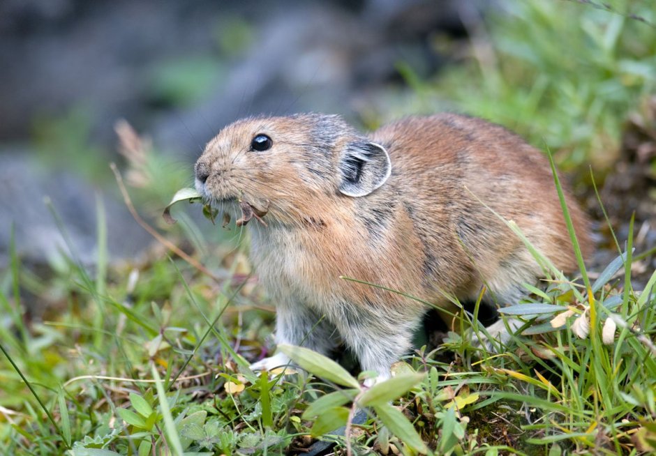 Зайцеобразные Алтайская пищуха.