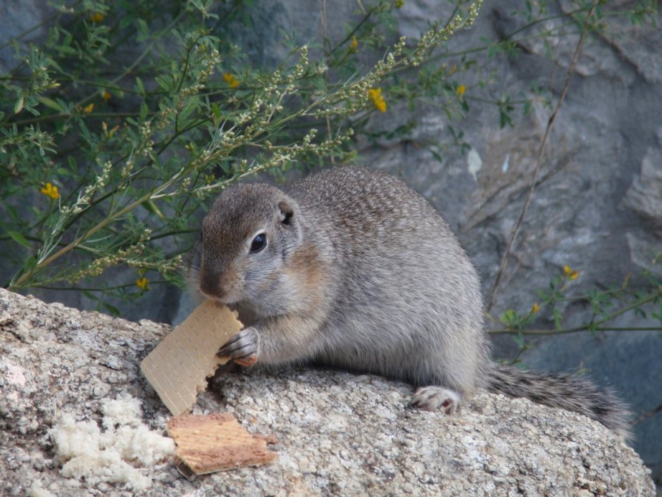 Степные Грызуны