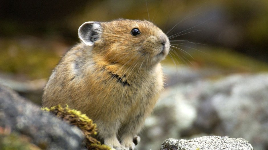 Северная пищуха