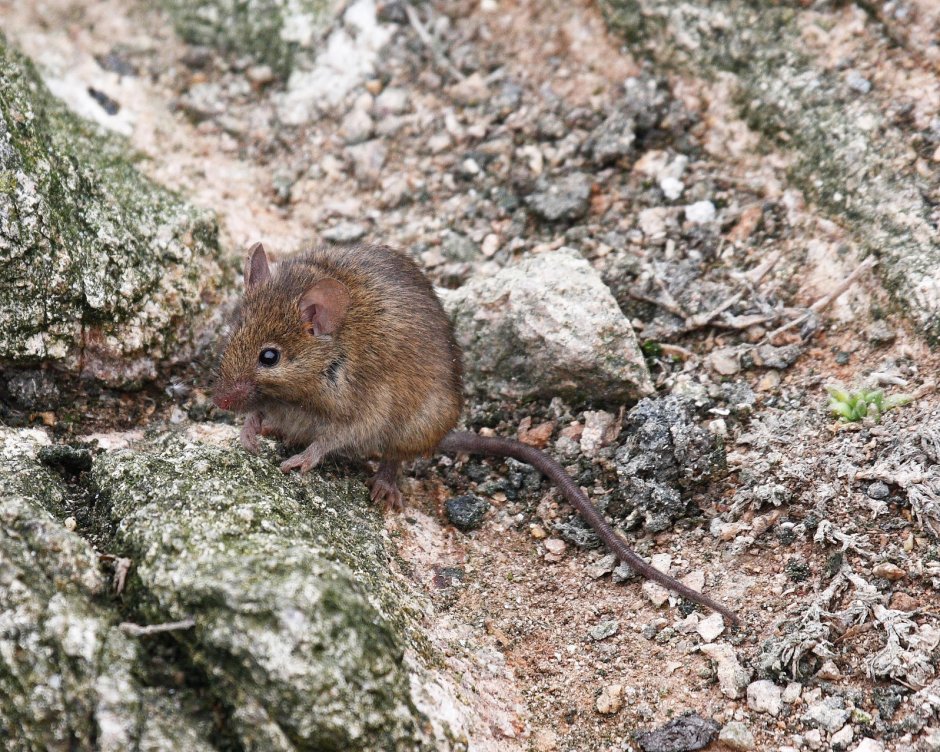 Грызуны Сибири