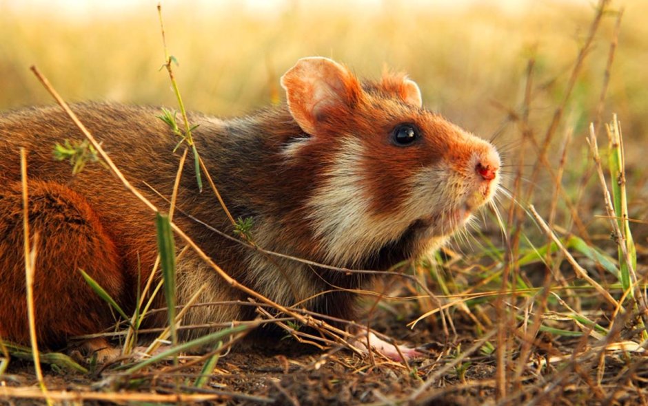 Карбыш полевой