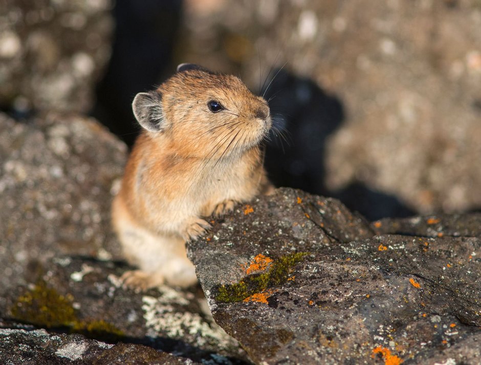 Черногубая пищуха