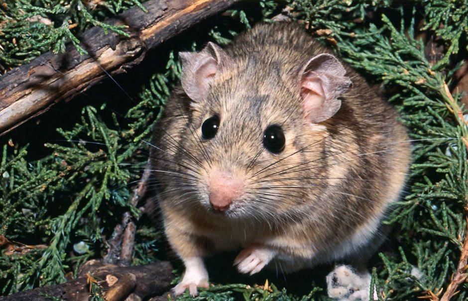 Хомяк полевой обыкновенный