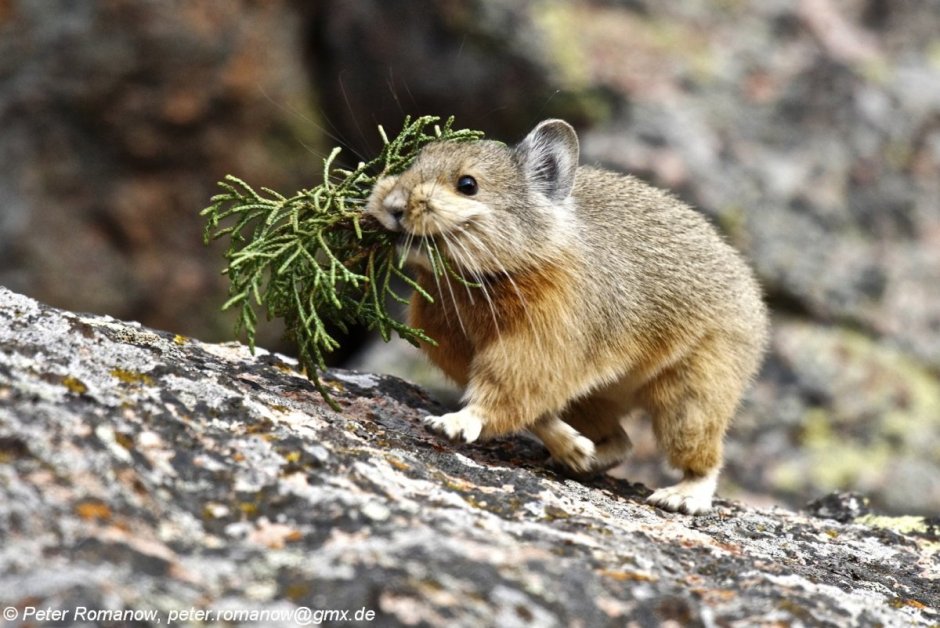 Северная пищуха (Ochotona Hyperborea)