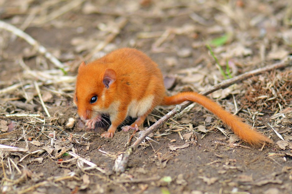 Мышь орешниковая Соня