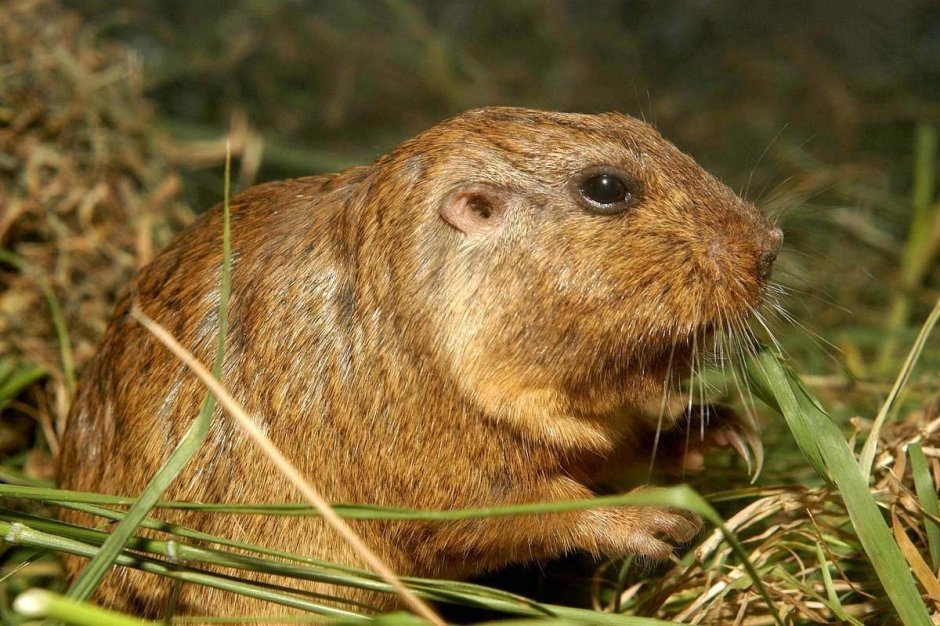 Животные Южной Америки Туко Туко