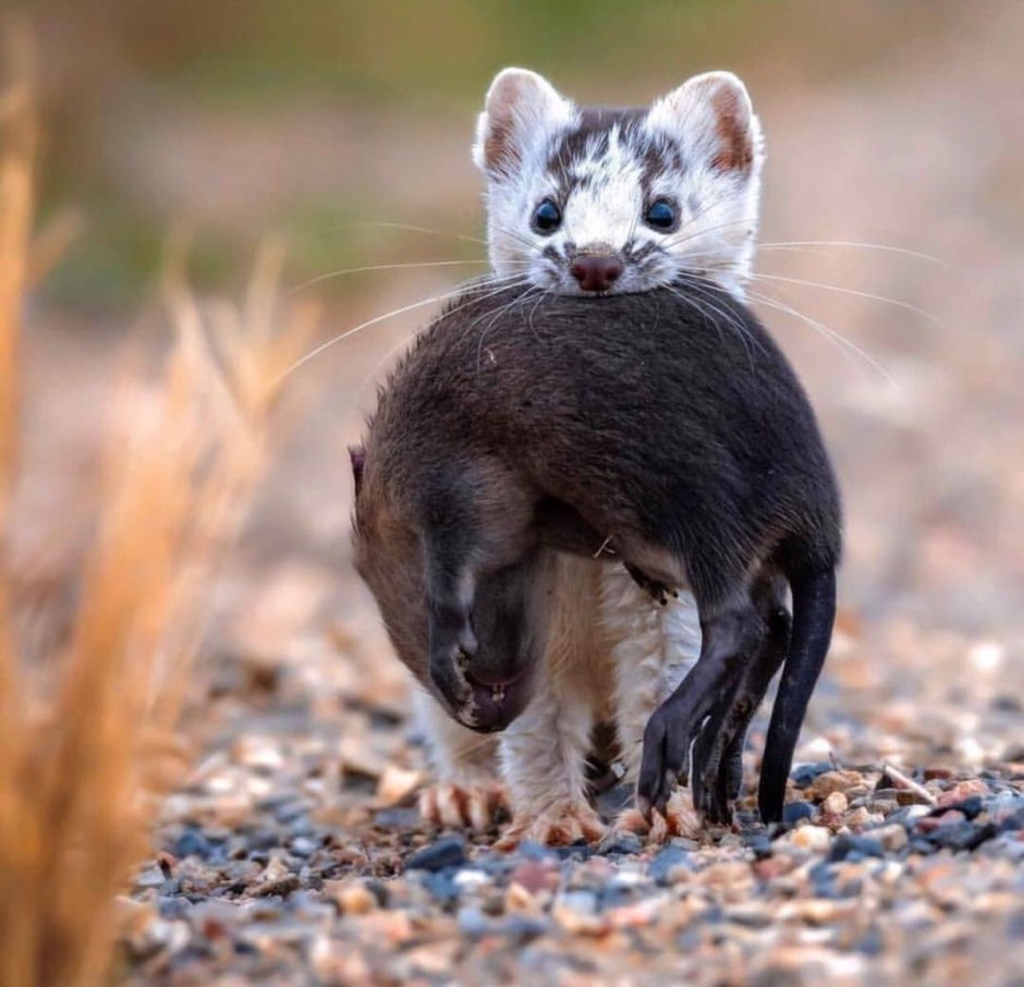 Ласка хищник