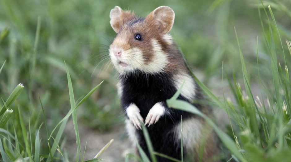 Дикий хомяк карбыш черный