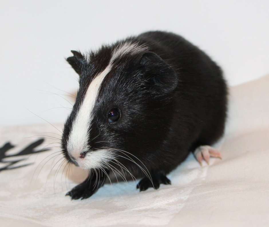 Морская Свинка чёрная с белым